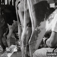 Cats Catching Squirts of Milk During Milking Print, Black and White Wall Art, Vintage Print, Photography Prints, Museum Quality Photo Print 1606606074