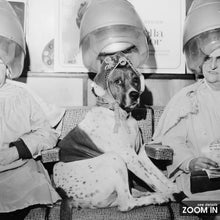 Women and Dog at Hair Salon Print, Black and White Wall Art, Vintage Print, Photography Prints, Museum Quality Photo Art Print 1775295324